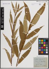 Foto von Salix fragilis L.